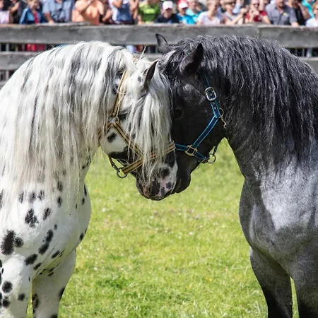 Hochalmbahnen 5w1, Lorbeerrose, Nahe Gondel, Hunde Willkommen *